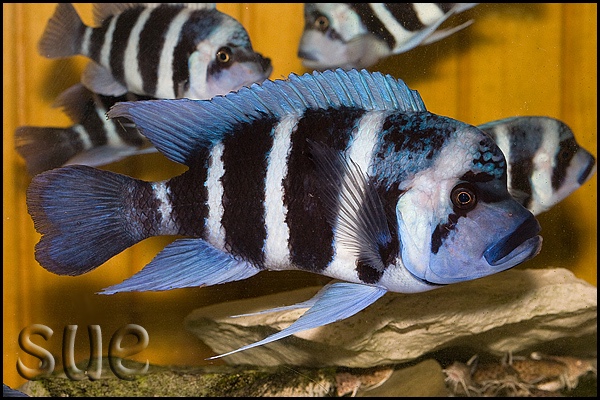 Cyphotilapia gibberosa 'Mikula'